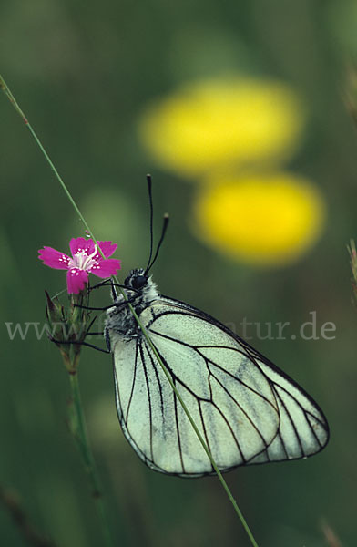 Baumweißling (Aporia crataegi)