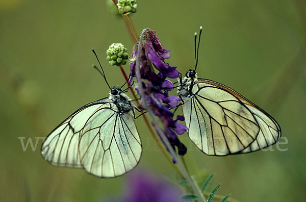 Baumweißling (Aporia crataegi)