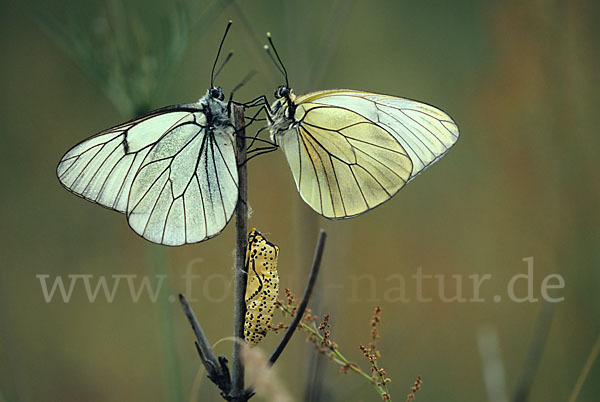 Baumweißling (Aporia crataegi)