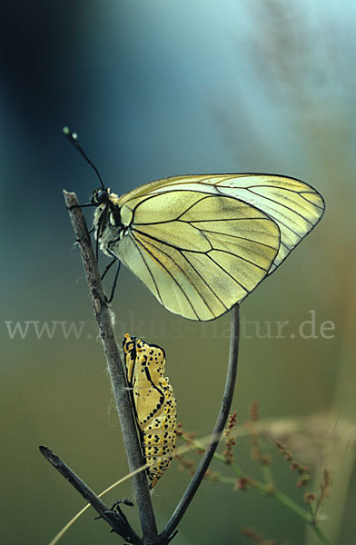 Baumweißling (Aporia crataegi)