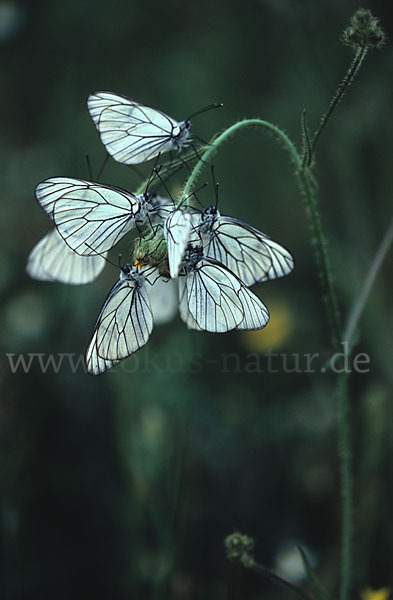 Baumweißling (Aporia crataegi)