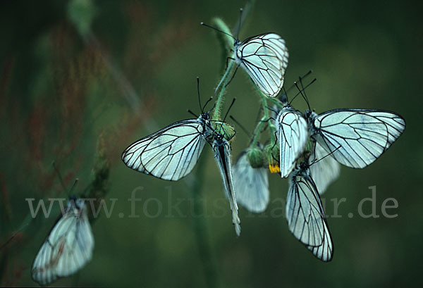 Baumweißling (Aporia crataegi)