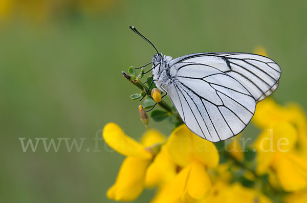 Baumweißling (Aporia crataegi)