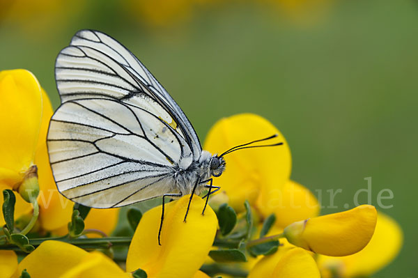 Baumweißling (Aporia crataegi)