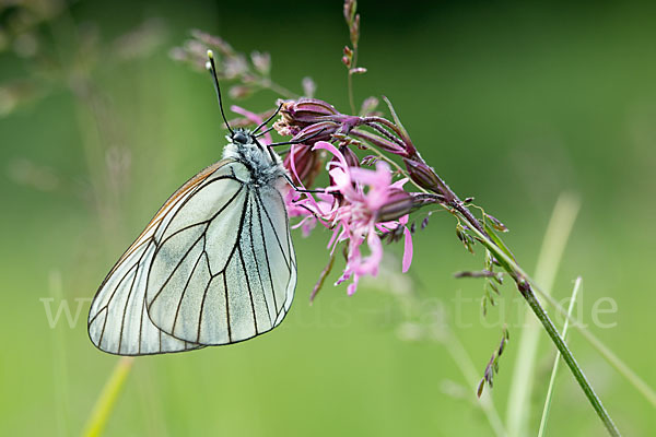 Baumweißling (Aporia crataegi)