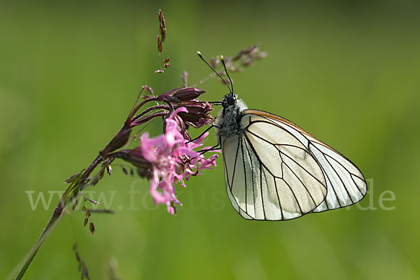 Baumweißling (Aporia crataegi)