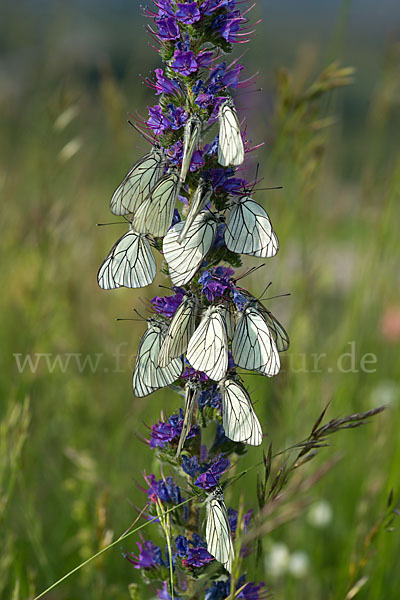 Baumweißling (Aporia crataegi)