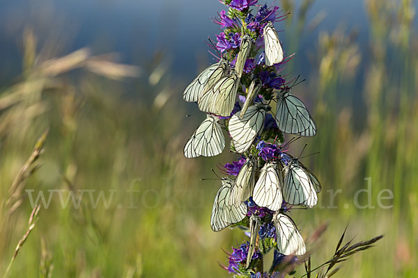 Baumweißling (Aporia crataegi)