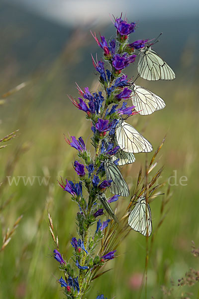 Baumweißling (Aporia crataegi)