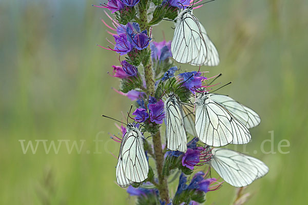 Baumweißling (Aporia crataegi)