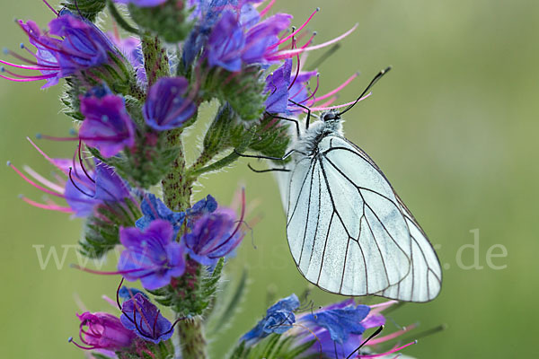 Baumweißling (Aporia crataegi)