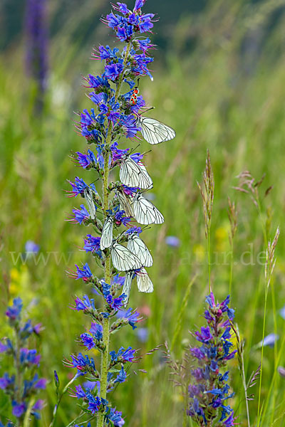 Baumweißling (Aporia crataegi)