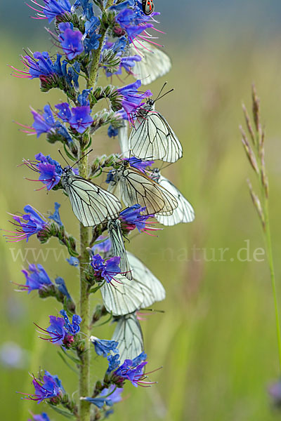 Baumweißling (Aporia crataegi)