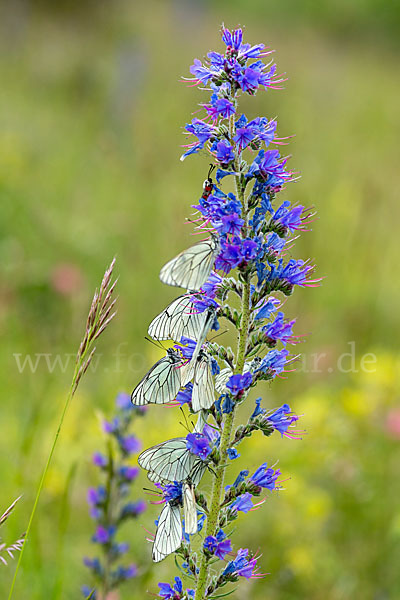 Baumweißling (Aporia crataegi)