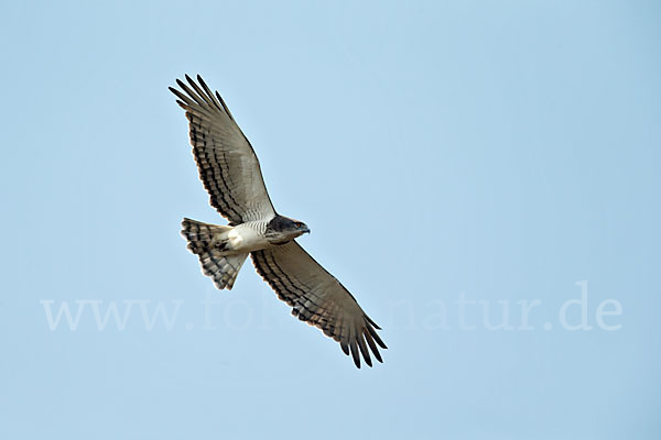 Beaudouin-Schlangenadler (Circaetus beaudouini)