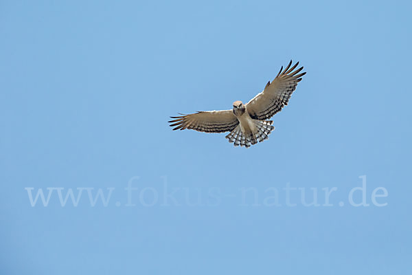 Beaudouin-Schlangenadler (Circaetus beaudouini)