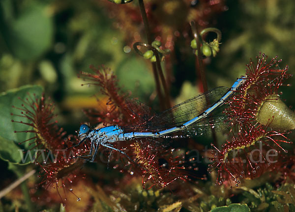 Becher-Azurjungfer (Enallagma cyathigerum)