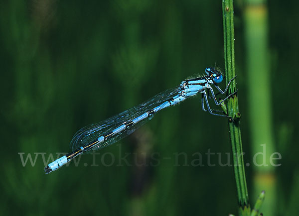 Becher-Azurjungfer (Enallagma cyathigerum)