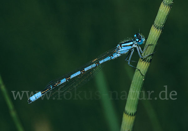 Becher-Azurjungfer (Enallagma cyathigerum)