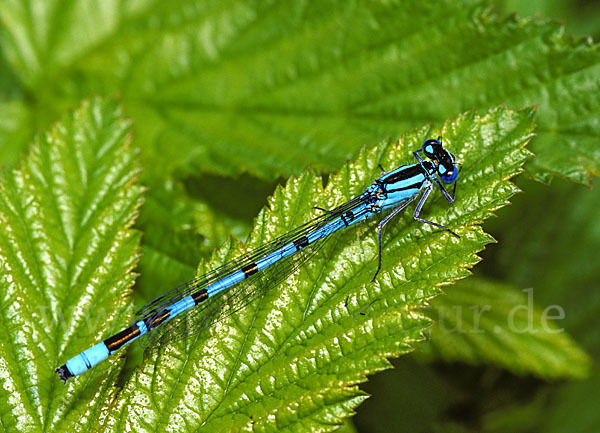 Becher-Azurjungfer (Enallagma cyathigerum)