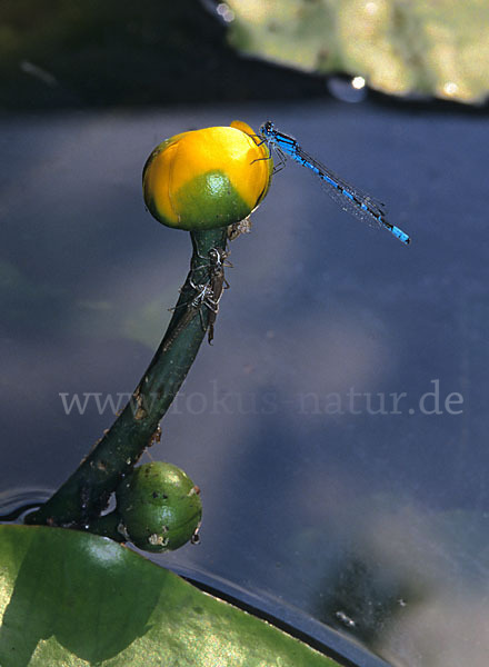 Becher-Azurjungfer (Enallagma cyathigerum)