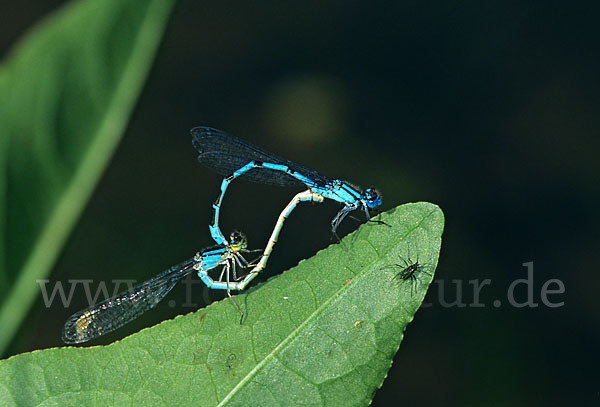 Becher-Azurjungfer (Enallagma cyathigerum)