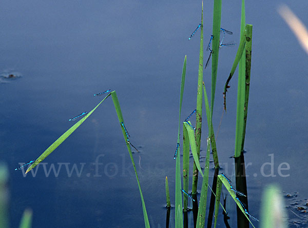 Becher-Azurjungfer (Enallagma cyathigerum)