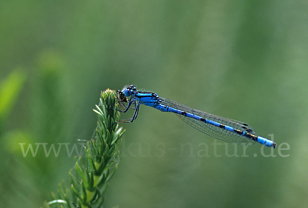 Becher-Azurjungfer (Enallagma cyathigerum)