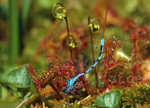 Becher-Azurjungfer (Enallagma cyathigerum)