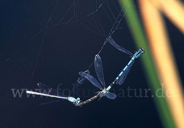 Becher-Azurjungfer (Enallagma cyathigerum)