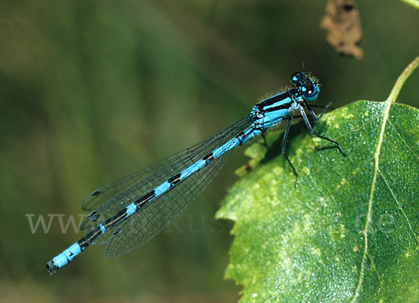 Becher-Azurjungfer (Enallagma cyathigerum)