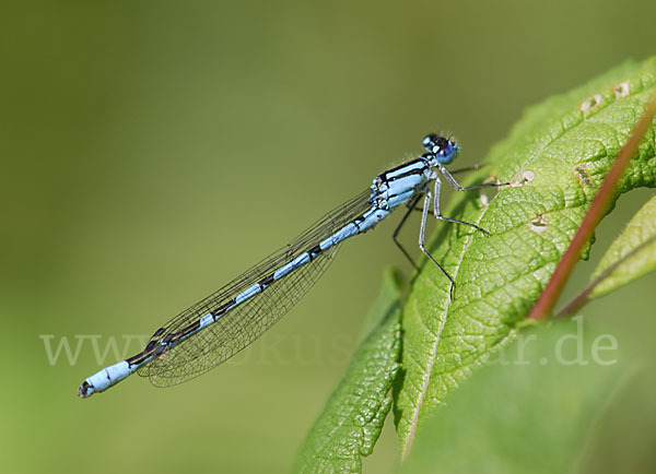 Becher-Azurjungfer (Enallagma cyathigerum)