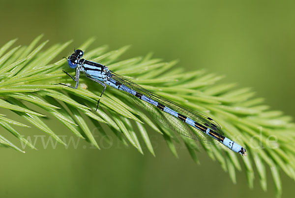 Becher-Azurjungfer (Enallagma cyathigerum)