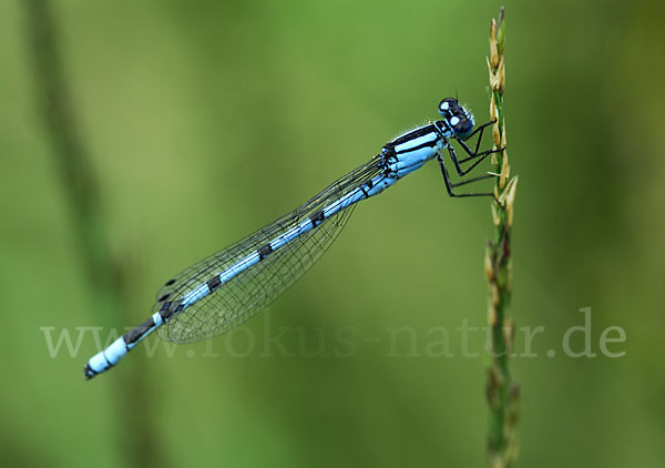 Becher-Azurjungfer (Enallagma cyathigerum)