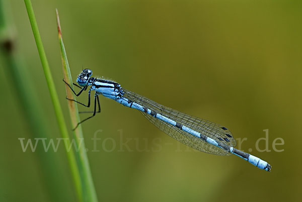 Becher-Azurjungfer (Enallagma cyathigerum)