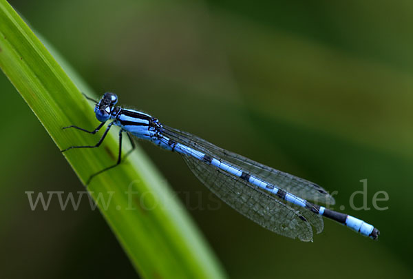 Becher-Azurjungfer (Enallagma cyathigerum)