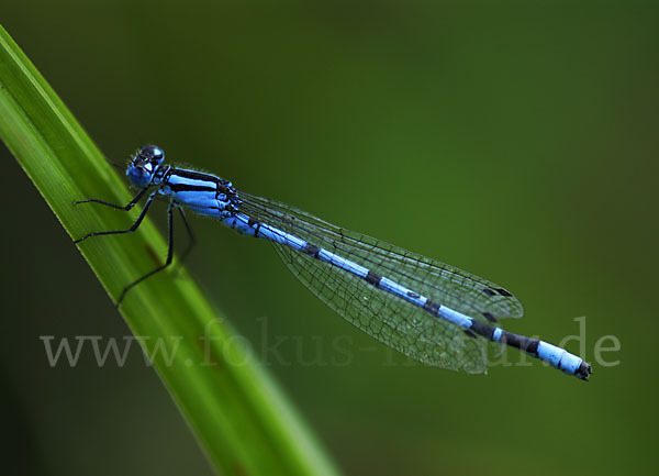 Becher-Azurjungfer (Enallagma cyathigerum)