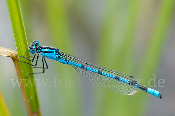 Becher-Azurjungfer (Enallagma cyathigerum)