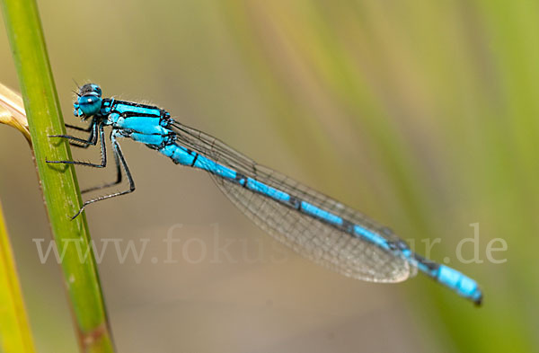 Becher-Azurjungfer (Enallagma cyathigerum)