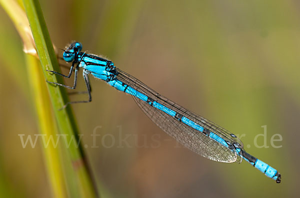 Becher-Azurjungfer (Enallagma cyathigerum)