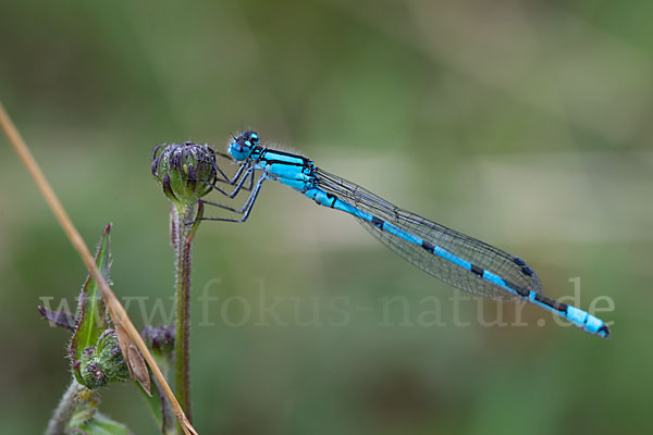 Becher-Azurjungfer (Enallagma cyathigerum)