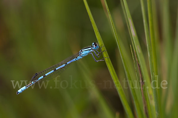 Becher-Azurjungfer (Enallagma cyathigerum)