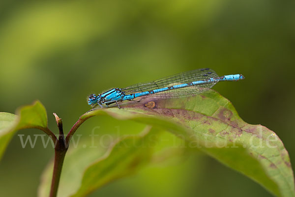 Becher-Azurjungfer (Enallagma cyathigerum)