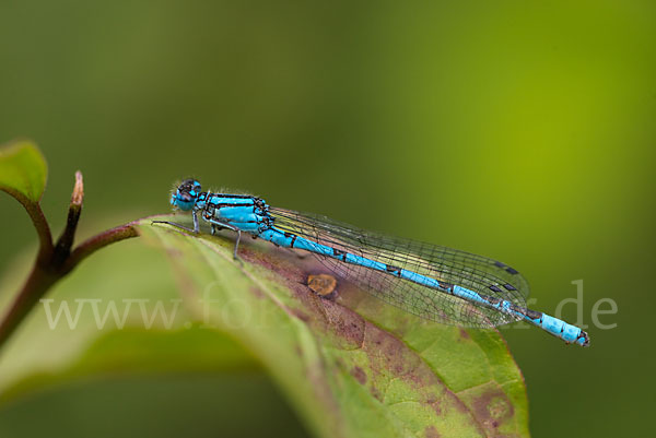 Becher-Azurjungfer (Enallagma cyathigerum)