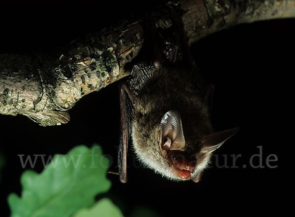 Bechsteinfledermaus (Myotis bechsteini)