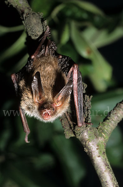 Bechsteinfledermaus (Myotis bechsteini)