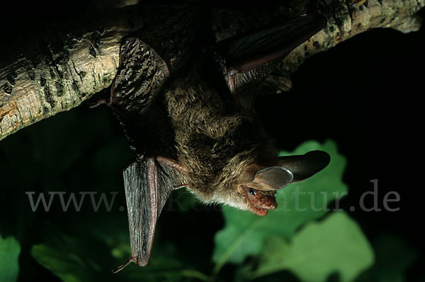 Bechsteinfledermaus (Myotis bechsteini)