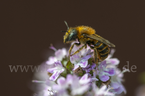 Bedornte Mauerbiene (Osmia spinulosa)