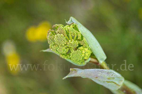 Behaarte Purgierdolde (Thapsia villosa)