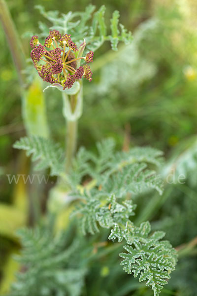 Behaarte Purgierdolde (Thapsia villosa)